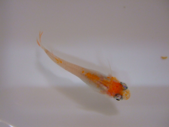 f0152308_2010018.jpg