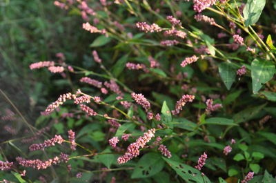 c0178009_22244220.jpg