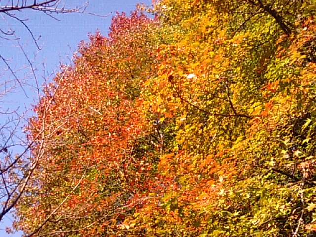 新居浜市滝宮公園の紅葉バフウ…2012・11・12_f0231709_10472872.jpg