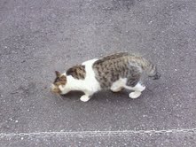本日は六本木のIZUMIです。_f0178313_14203029.jpg