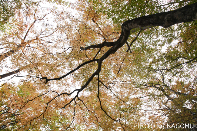 紅葉探しの旅 vol.2_c0119819_1675965.jpg