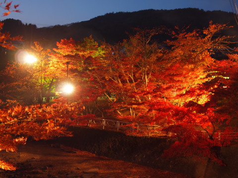 中野もみじ山20111104*紅葉ライトアップ（黒石市）_b0147224_21441240.jpg