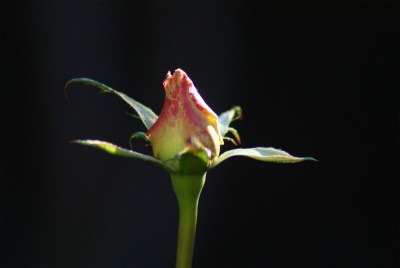 f0170524_1524851.jpg