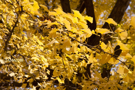 c0024729_2040182.jpg