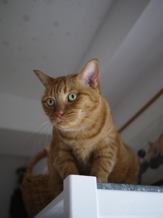 むずむず猫 しぇる編。_a0143140_23403389.jpg