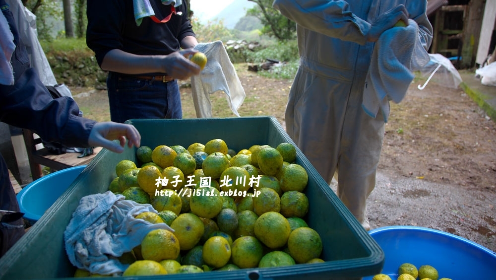 2011年11月3日 木曜日 北川村で柚子収穫体験（前半）_a0078341_23162257.jpg