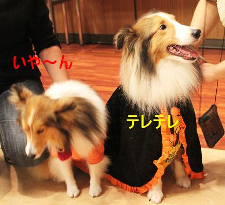シェルわら@WOOF(3)夜の宴_e0195743_13183988.jpg