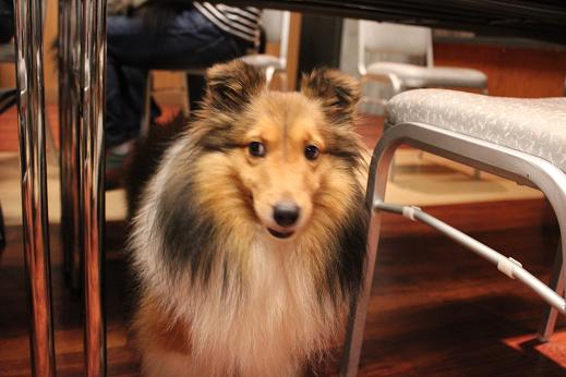 シェルわら@WOOF(3)夜の宴_e0195743_13244560.jpg