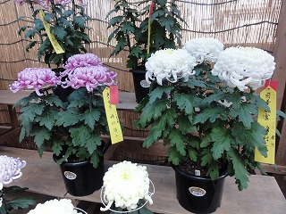 浦佐の菊祭り_a0084753_1432919.jpg