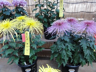 浦佐の菊祭り_a0084753_1433925.jpg
