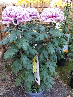 浦佐の菊祭り_a0084753_144714.jpg