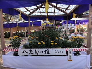 浦佐の菊祭り_a0084753_145264.jpg