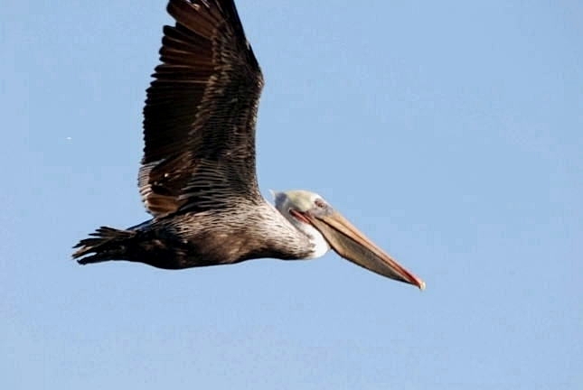 Brown Pelican_a0126969_2463892.jpg