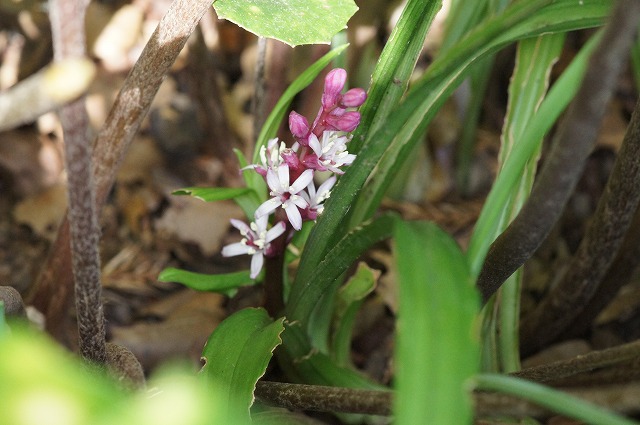 e0181373_20115474.jpg