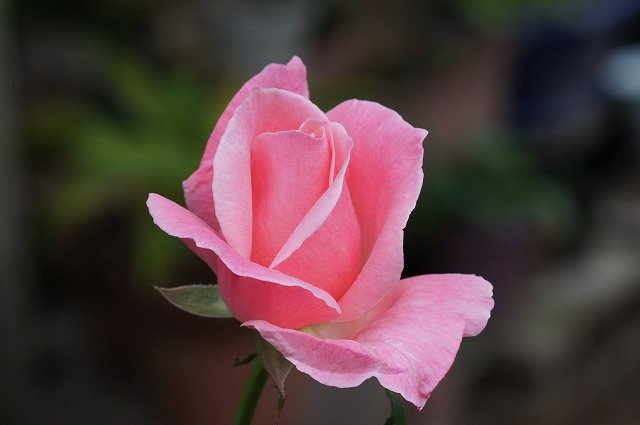 e0181373_20133036.jpg