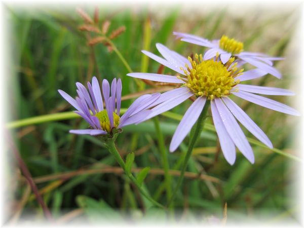 野原に咲く菊 と 猪 !_d0175974_1955107.jpg