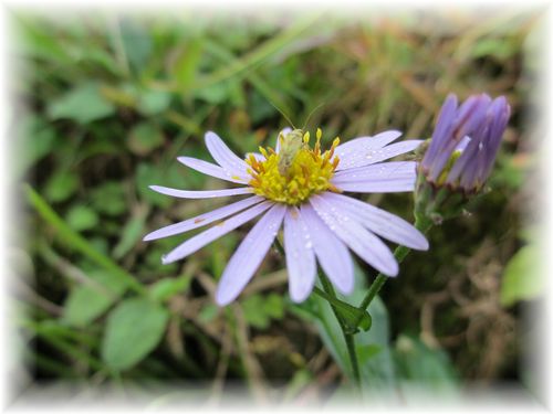 野原に咲く菊 と 猪 !_d0175974_19552893.jpg
