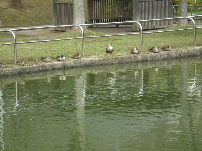 2011.11.04  日本池_d0118678_15363133.jpg