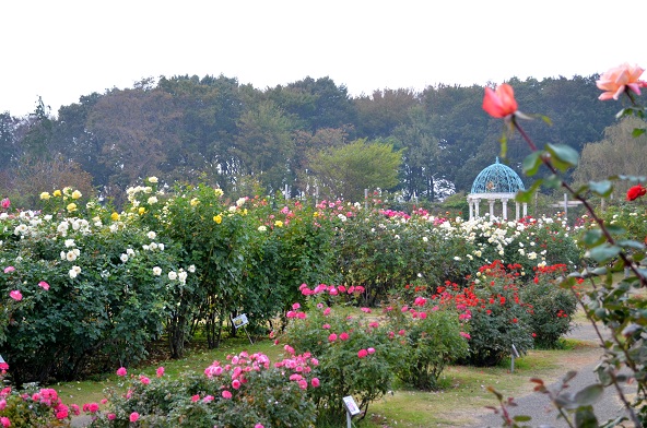 d0099791_8112676.jpg