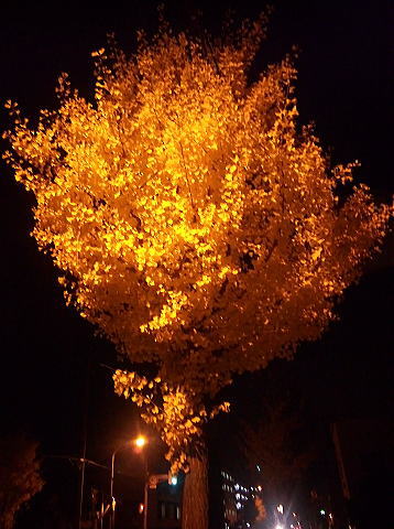 c0199092_13515675.jpg