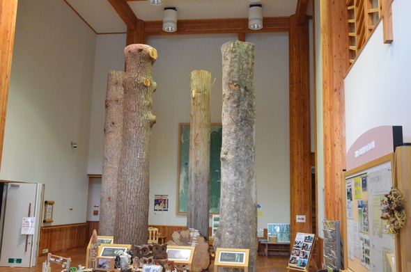 forest i_d0077992_12474523.jpg