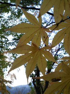中野もみじ山_a0134394_6555648.jpg