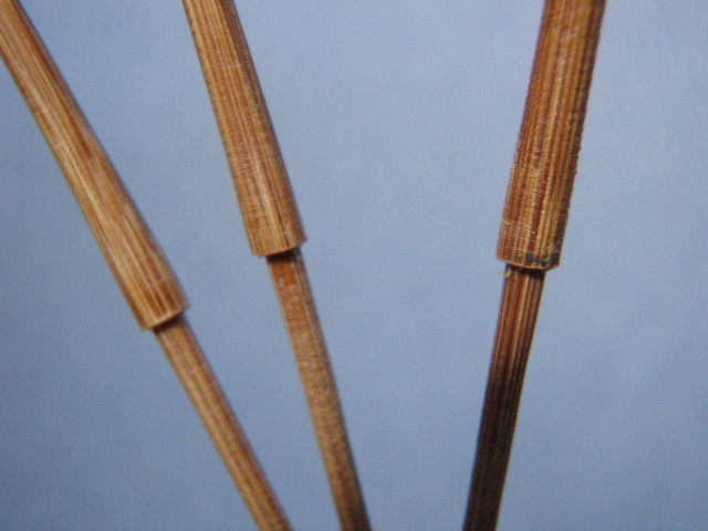 a0129999_1410260.jpg