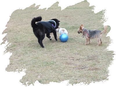 e0242804_23345946.gif