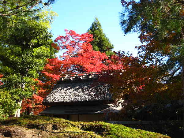 秋の京都　宝厳院　その1_d0154609_10204851.jpg