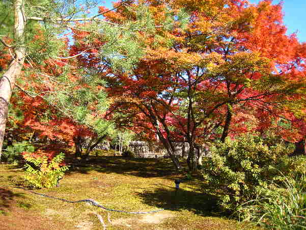 秋の京都　宝厳院　その1_d0154609_10215162.jpg