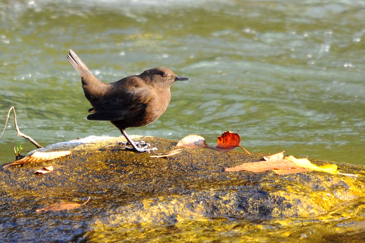 カワガラス 潜水鳥です 花鳥撮三昧