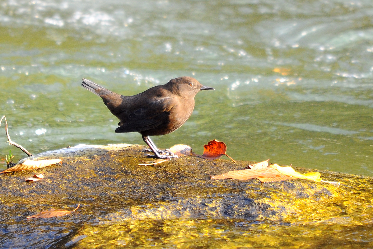 カワガラス 潜水鳥です 花鳥撮三昧