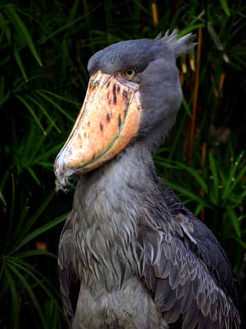 ハシビロコウ　（１０月　上野動物園にて）_a0023315_225890.jpg