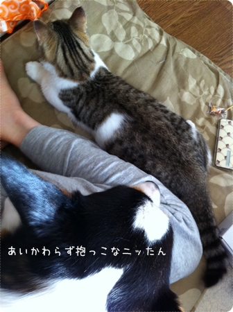 猫さんとの仮同居から１週間、総ざらい。_c0222816_1720272.jpg