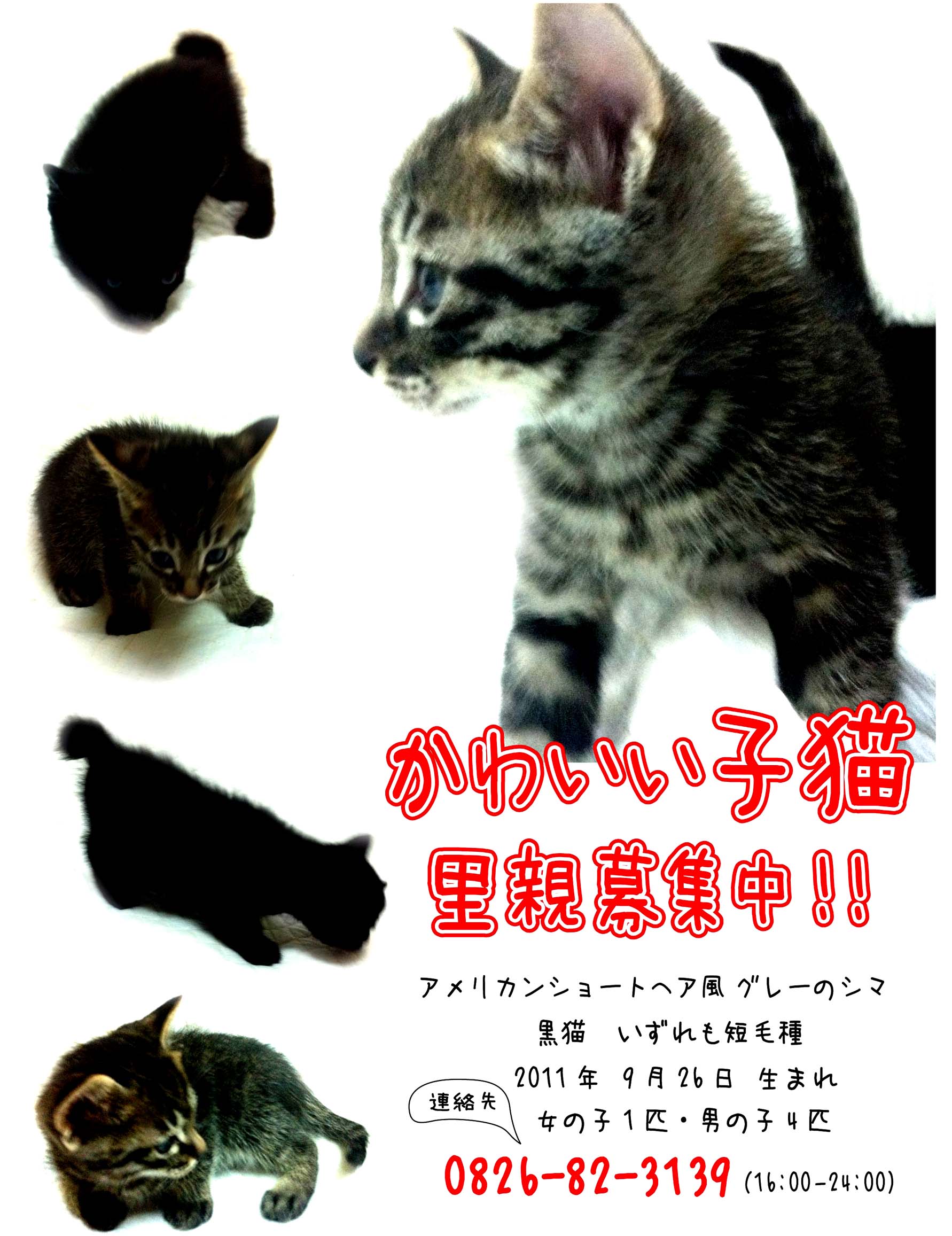 続・子猫の件ご報告。_e0115516_12112461.jpg