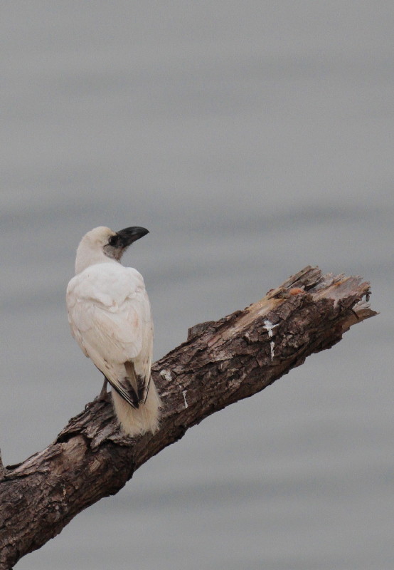 Ｗｈｉｔｅ　Ｃｒｏｗ（白いカラス）_b0179023_220888.jpg