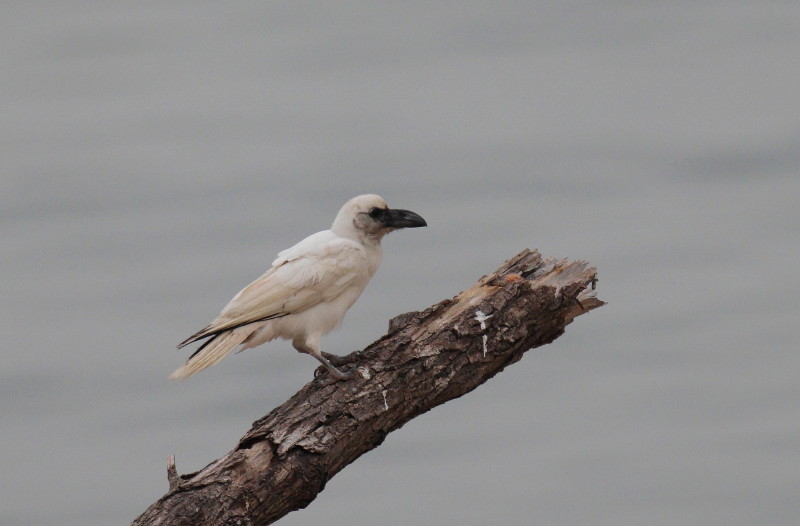 Ｗｈｉｔｅ　Ｃｒｏｗ（白いカラス）_b0179023_22121.jpg