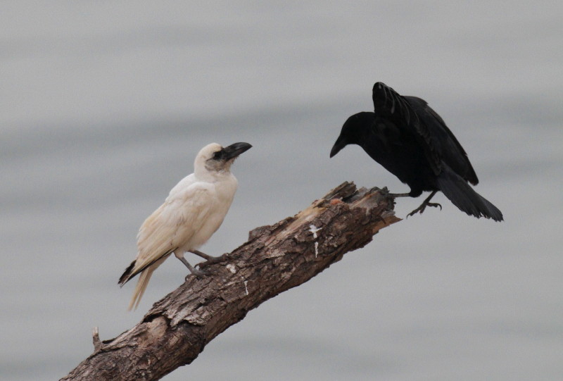 Ｗｈｉｔｅ　Ｃｒｏｗ（白いカラス）_b0179023_2215837.jpg