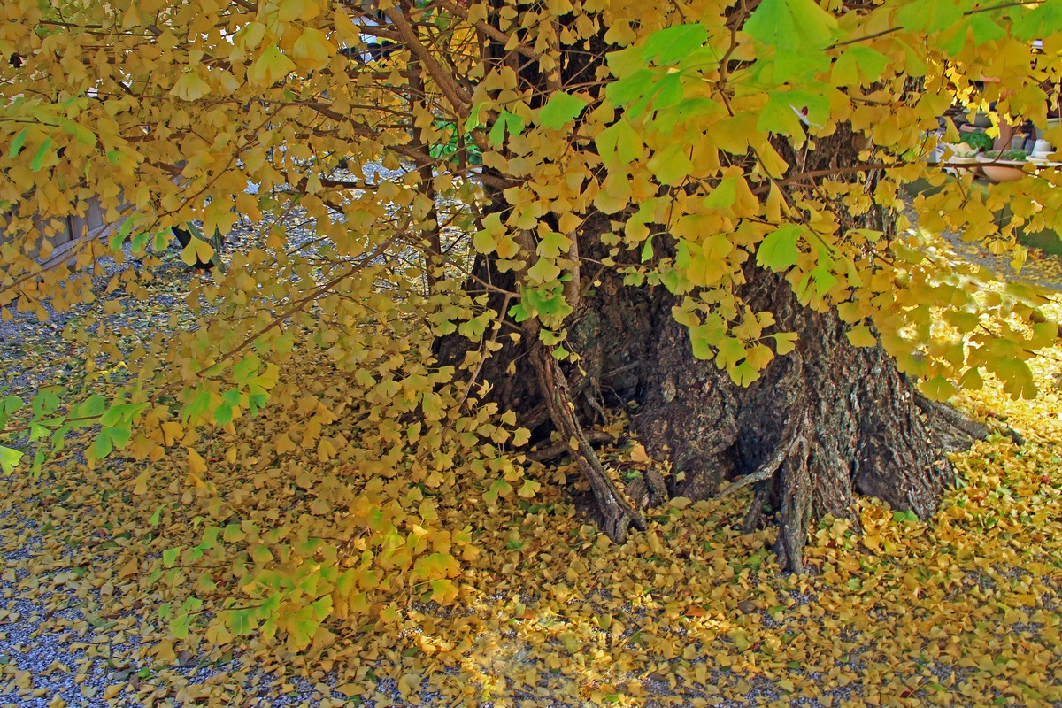 長円寺_c0104227_75292.jpg