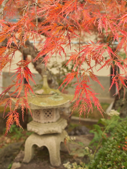 紅葉2011～高野山～_e0080133_154242.jpg