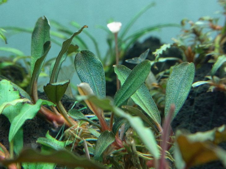Bucephalandra sp.Capek-Black 水上葉（diekuesse 販売履歴[1]）