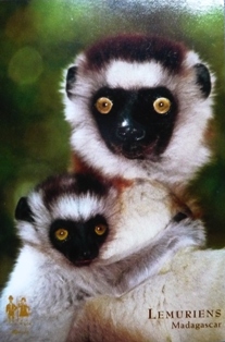 post card from Madagascar_e0230141_1433932.jpg