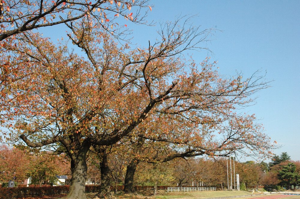          城址紅葉_f0134441_7501216.jpg