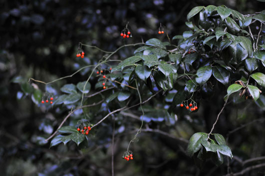 c0093046_16133828.jpg