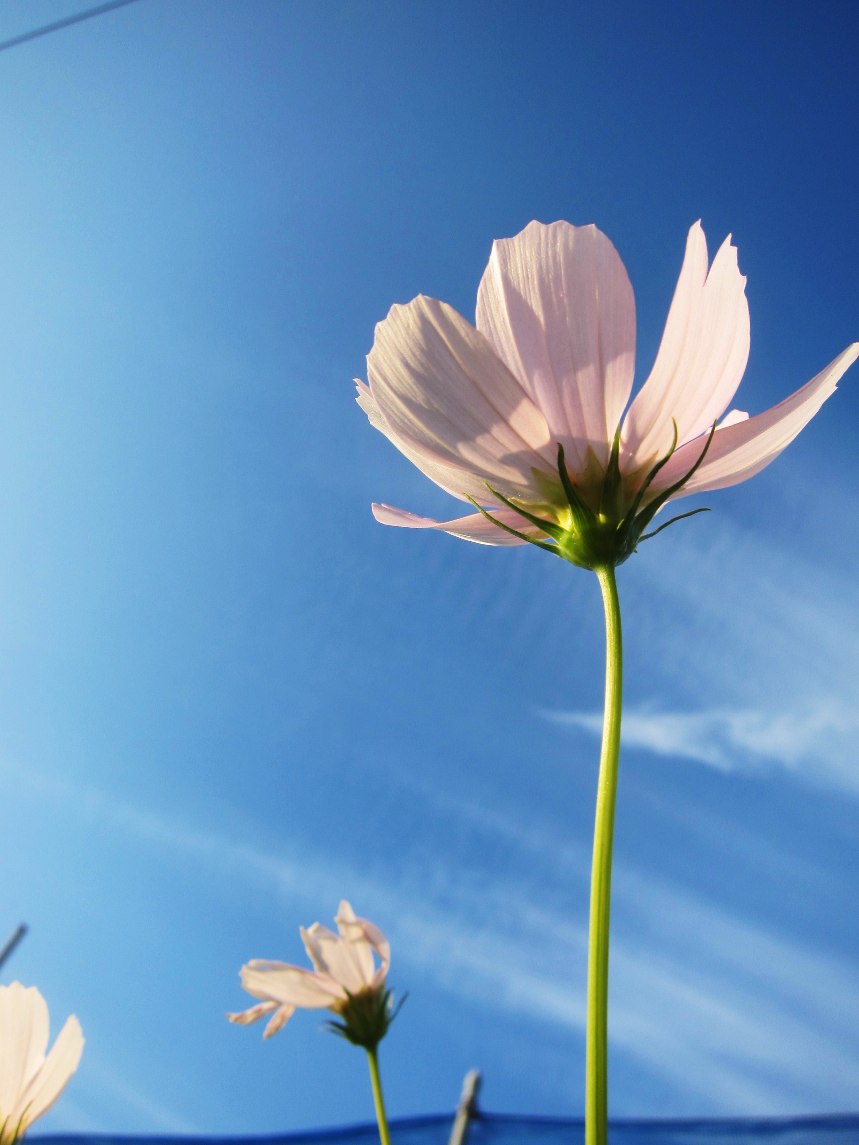 cosmos　　　2011.10_e0255354_9272939.jpg