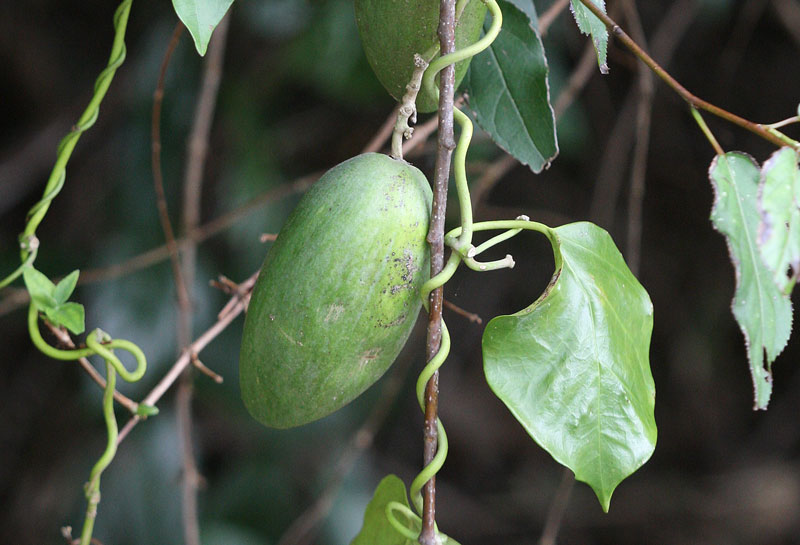 キジョラン（果実） Marsdenia tomentosa_f0165160_2052286.jpg