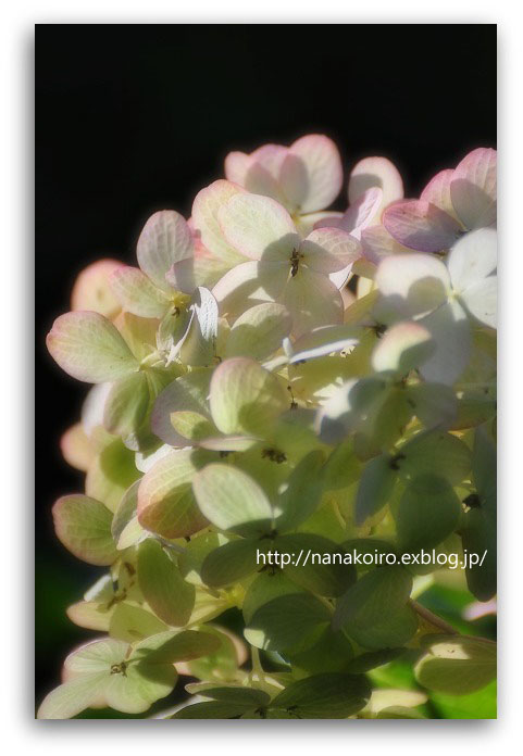 白野江植物公園の秋の花・・・セージ等_e0153963_1739227.jpg