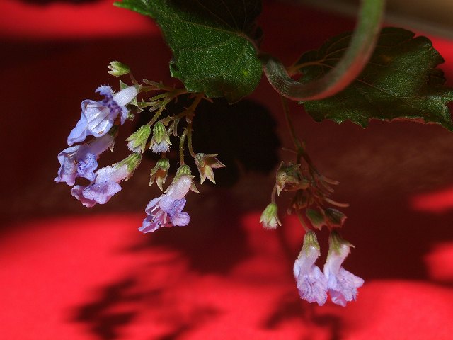 b0135573_819325.jpg