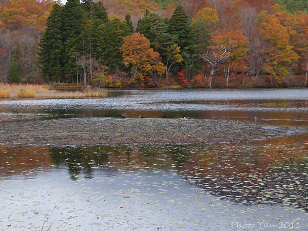 福島県　観音沼・・1）_b0078874_1401038.jpg