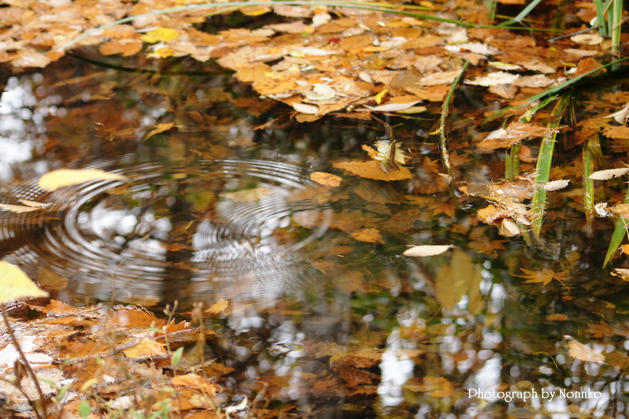 水と枯葉１　紅桜公園_c0106977_9403130.jpg